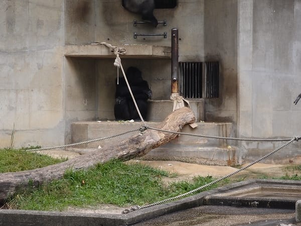 【名古屋】東山動植物園明星動物無尾熊以及超人氣大猩猩夏巴尼