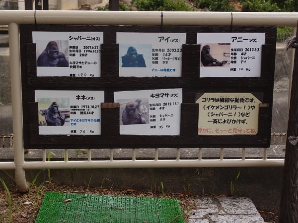 【名古屋】東山動植物園明星動物無尾熊以及超人氣大猩猩夏巴尼