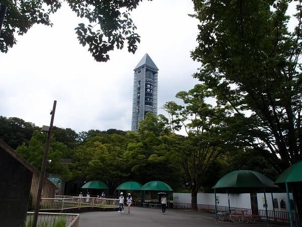 【名古屋】東山動植物園明星動物無尾熊以及超人氣大猩猩夏巴尼