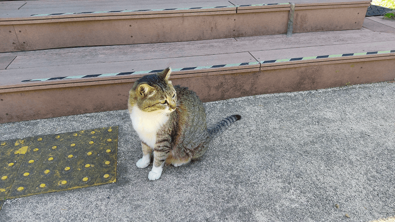 【福岡小倉】傳說中的貓島