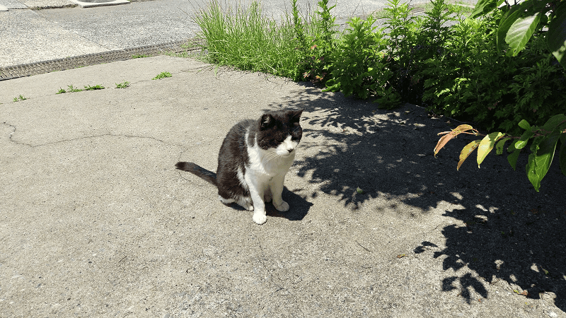 【福岡小倉】傳說中的貓島