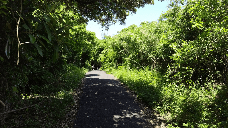 【福岡小倉】傳說中的貓島