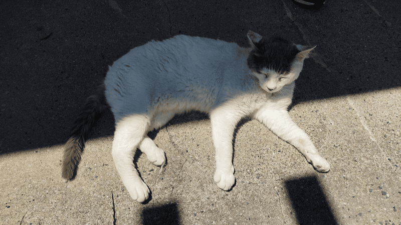 【福岡小倉】傳說中的貓島