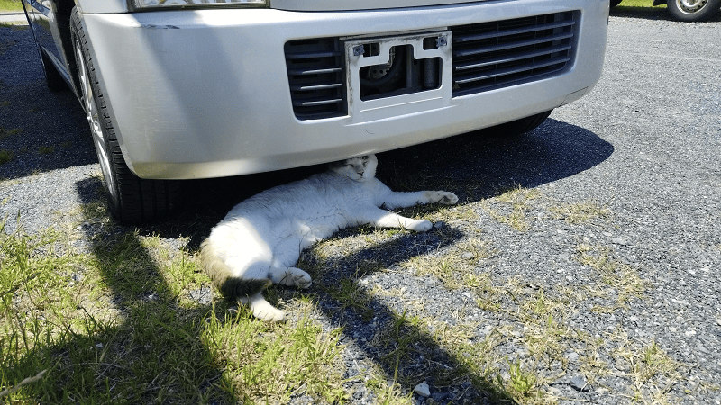 【福岡小倉】傳說中的貓島