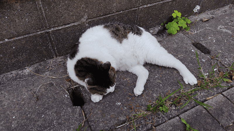 【福岡小倉】傳說中的貓島