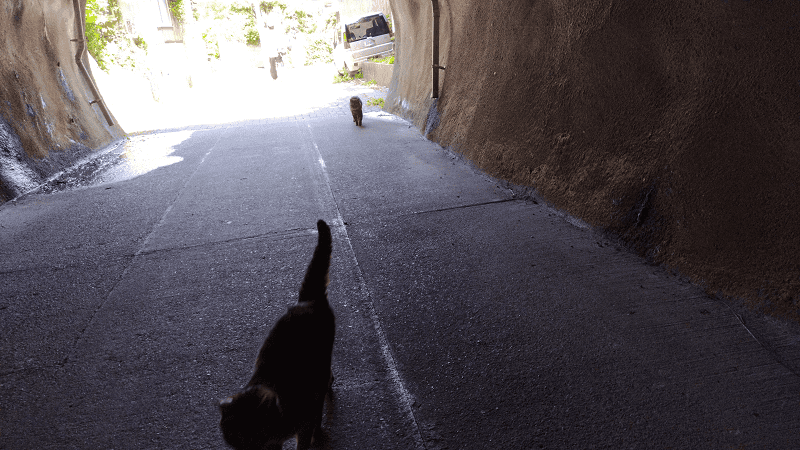 【福岡小倉】傳說中的貓島