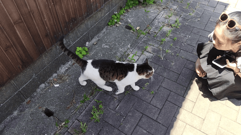 【福岡小倉】傳說中的貓島