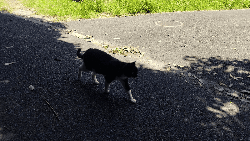 【福岡小倉】傳說中的貓島