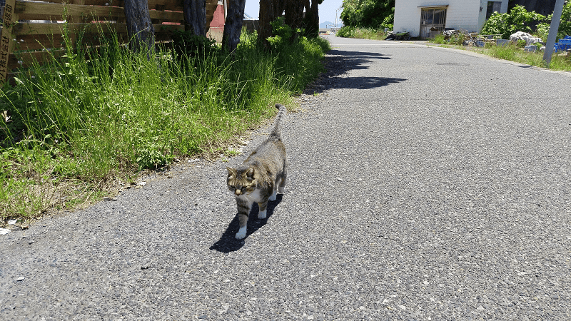 【福岡小倉】傳說中的貓島